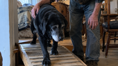 At Eighty-Five, a Ship Carpenter Built Seven Ramps for His Aging Black Lab—Then His Neighbors Asked Him to Build One More