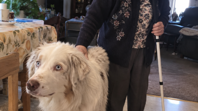 A Blind Woman Chose the Deaf Shepherd Nobody Wanted—Their First Walk Taught Both of Them a Language the Shelter Had Never Tried