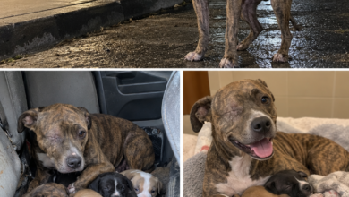 A One-Eyed Pit Bull Waited Outside a Veterinary Clinic for Three Nights—On the Fourth, Staff Followed Her to a Car They Had Overlooked
