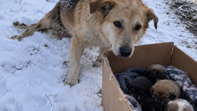 A Mother Dog Dragged Her Weak Hind Legs Through Fresh Snow—Rescuers Followed the Repeated Tracks to Four Puppies in a Cardboard Box